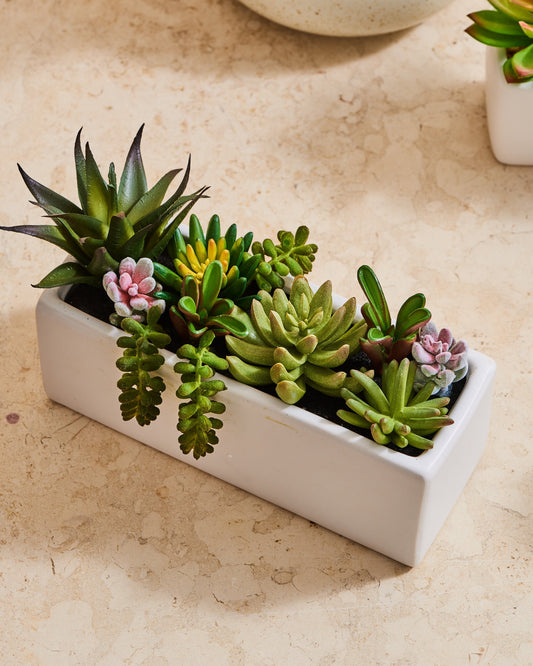 SUCCULENT PLANT 1 - Tapita Demo Store