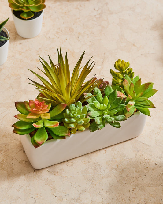 SUCCULENT PLANT 1 - Tapita Demo Store