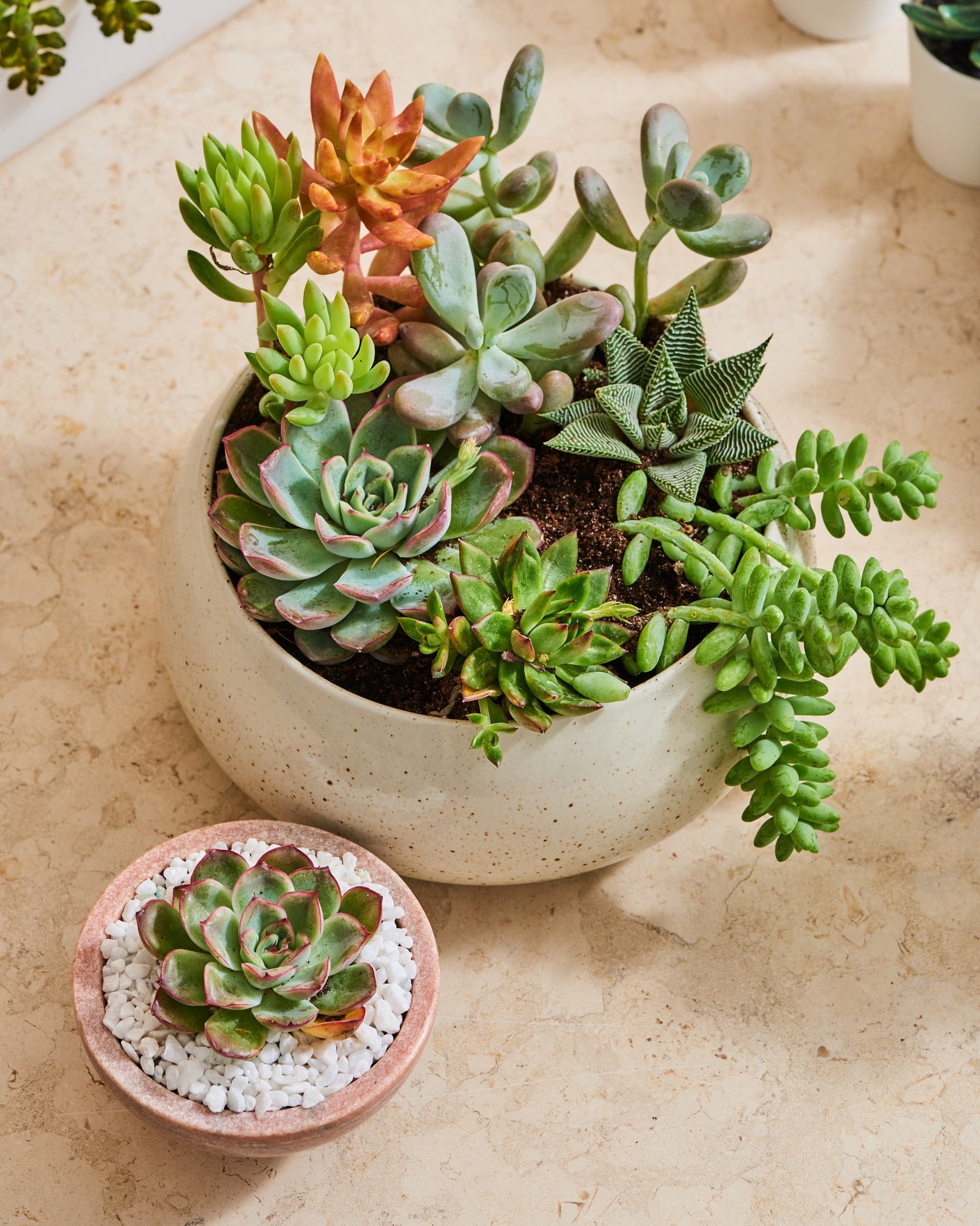 SUCCULENT PLANT 1 - Tapita Demo Store