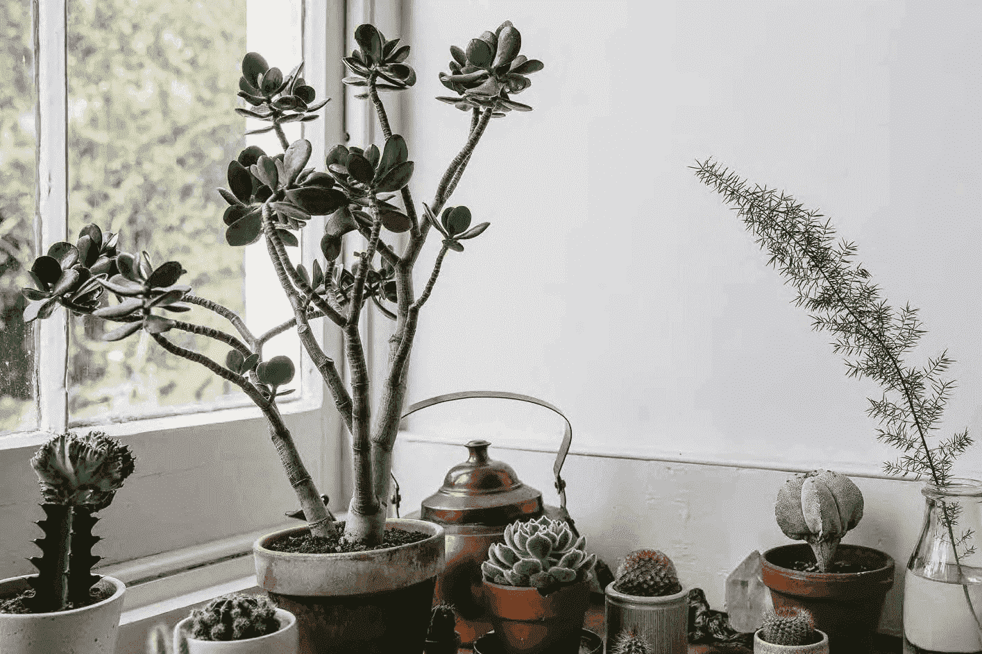 In botany, succulent plants, also known as succulents, are plants with parts that are thickened, fleshy, and engorged, usually to retain water in arid climates or soSUCCULENT PLANT