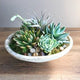 Richard's Succulent Garden Tapita Demo Store