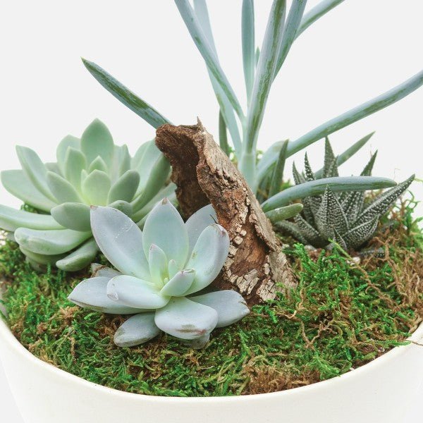 Succulent Garden Tapita Demo Store