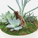 Succulent Garden Tapita Demo Store