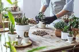 In botany, succulent plants, also known as succulents, are plants with parts that are thickened, fleshy, and engorged, usually to retain water in arid climates or soSUCCULENT PLANT