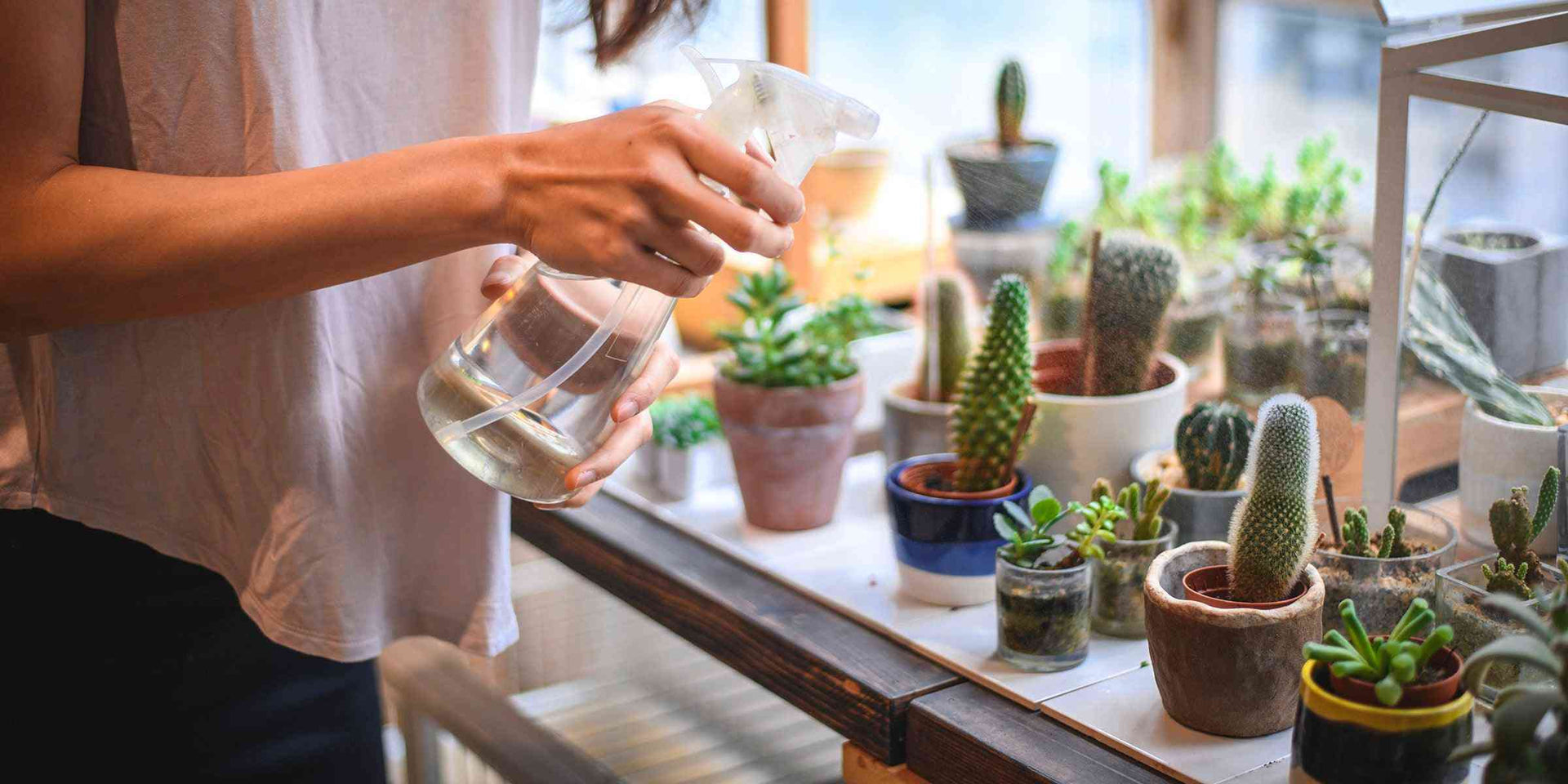 In botany, succulent plants, also known as succulents, are plants with parts that are thickened, fleshy, and engorged, usually to retain water in arid climates or soSUCCULENT PLANT