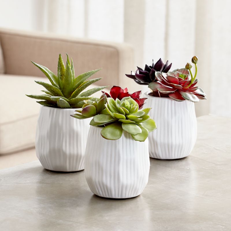 SUCCULENT PLANT 1 Tapita Demo Store