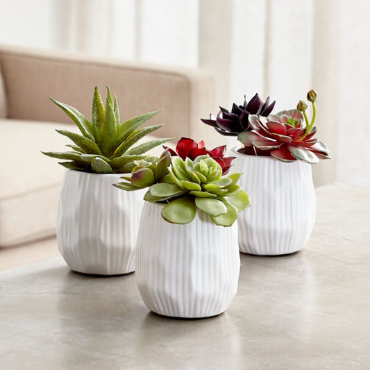 Succulent Dish Garden Tapita Demo Store